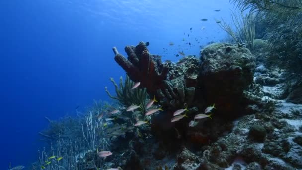 Havslandskap av korallrev i Karibiska havet / Curacao med skola av fisk, korall och svamp — Stockvideo