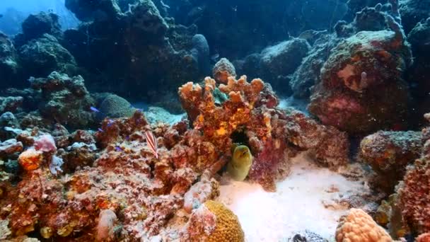 Seascape korálových útesů v Karibském moři kolem Curacaa s Moray Úhoř, korál a houba — Stock video