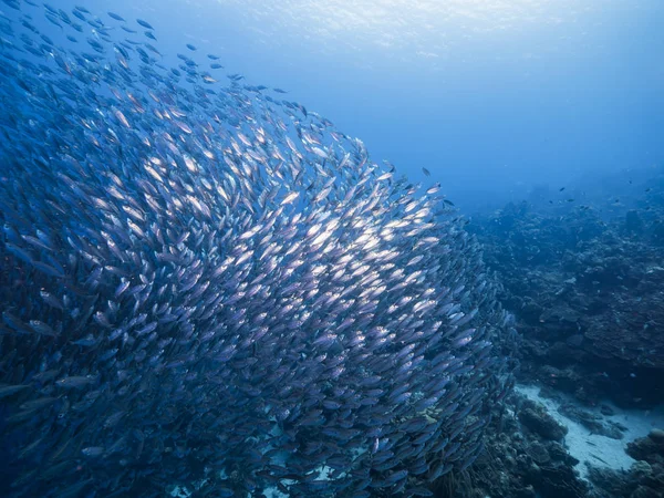 Bait Ball School Fish Turquoise Water Reef Caribbean Sea Curacao — 스톡 사진