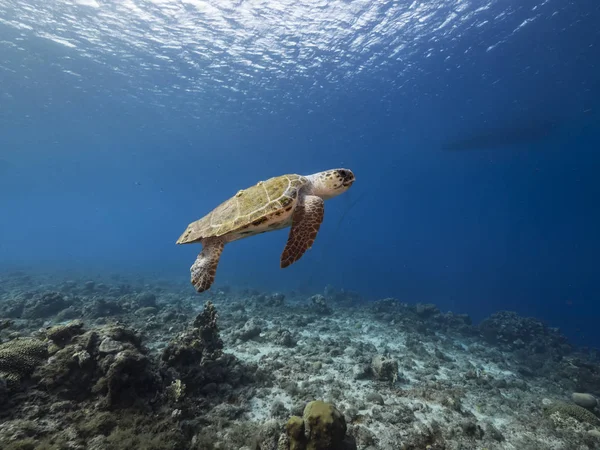Loggerhead Sea Turtle Shallow Water Coral Reef Caribbean Sea — 스톡 사진