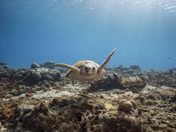 Loggerhead Sea Turtle Grunt Vatten Korallrev Karibiska Havet — Stockfoto