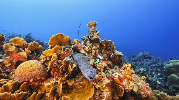 Zeegezicht Van Koraalrif Caribische Zee Rond Curacao Met Gevlekte Murene — Stockfoto