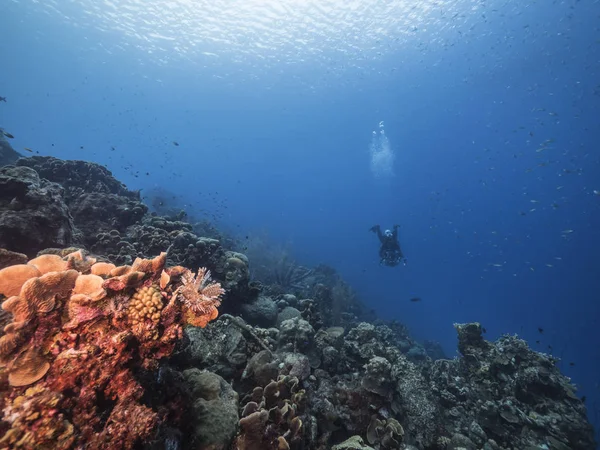 Korallzátony Karib Tengeren Curacao Környékén Búvárral — Stock Fotó