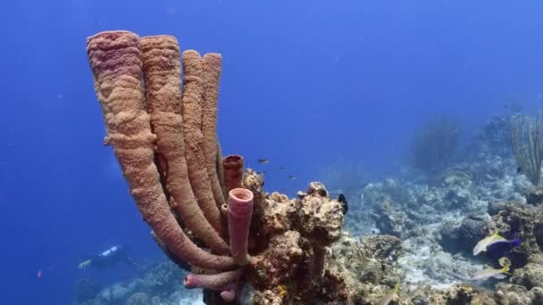 Морской пейзаж кораллового рифа в Карибском море / Кюрасао с губкой из рыбы, коралла и плиты — стоковое видео