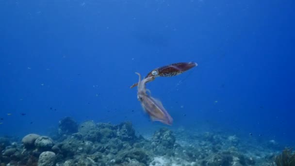 Zeegezicht van koraalrif in Caribische Zee / Curacao met een paar Reef Squid — Stockvideo