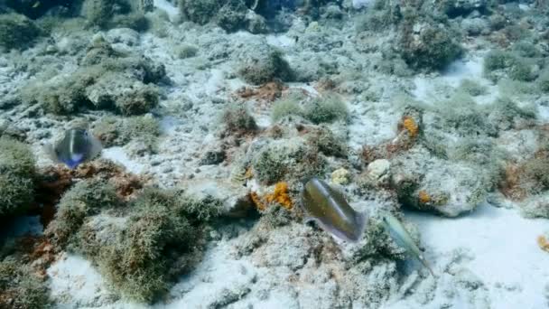 Paisaje marino del arrecife de coral en el Mar Caribe / Curazao con un par de calamares de arrecife — Vídeos de Stock