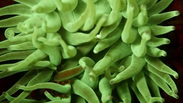 Close up of sea anemone in fluorescence light as a part of the coral reef in the Caribbean Sea around Curacao — Stock Video