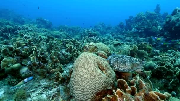 Zeegezicht van koraalrif in Caribische Zee / Curacao met Hawksbill Zeeschildpad, vis, koraal en spons — Stockvideo