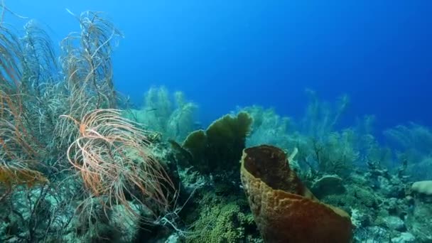 Karayip Denizi / Curacao 'da balık, Gorgonya mercanı ve süngerli mercan resifi. — Stok video
