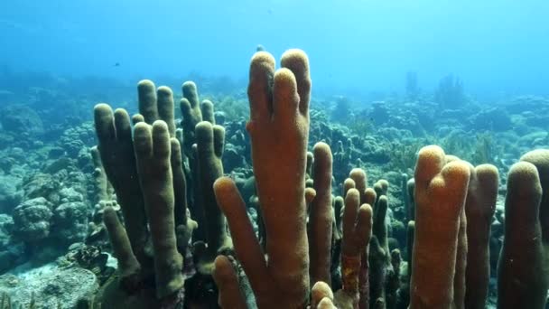 Paisaje marino de arrecife de coral en el Mar Caribe / Curazao con peces, Pilar de Coral y esponja — Vídeo de stock