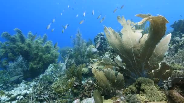 Paisaje marino de arrecife de coral en el Mar Caribe / Curazao con peces, Coral Gorgoniano y esponja — Vídeo de stock