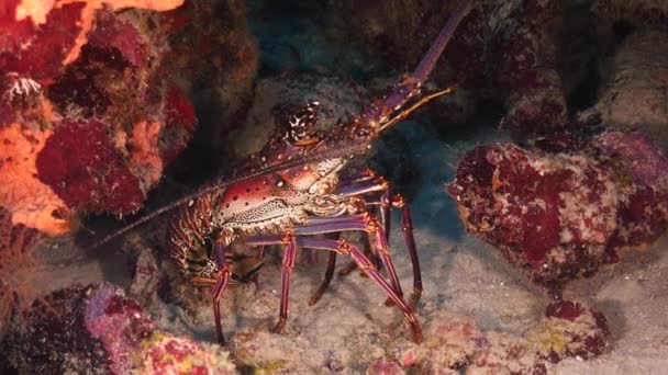库拉索岛周围加勒比海的珊瑚礁海景，有刺龙虾、珊瑚和海绵 — 图库视频影像