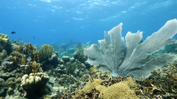 Zeegezicht van koraalrif in de Caribische Zee rond Curacao met zeeventilator — Stockvideo