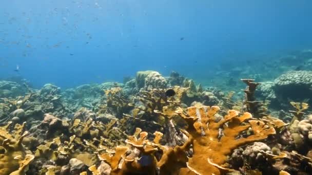 Seascape korálového útesu v Karibském moři kolem Curacaa s Elkhorn Coral a houbou — Stock video