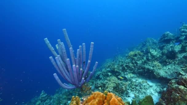 Zeegezicht Van Koraalrif Caribische Zee Rond Curacao Met Koraal Spons — Stockvideo