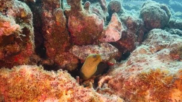 Havslandskap Korallrev Karibiska Havet Runt Curacao Med Moray Eel — Stockvideo