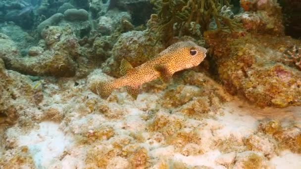 Seascape korálového útesu v Karibiku Moře / Curacao s dikobrazem, korály a houbami — Stock video