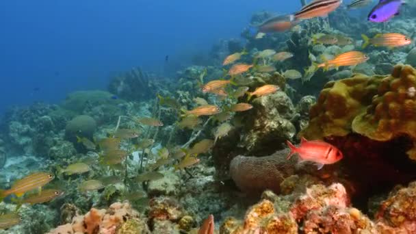 Seascape korálových útesů v Karibském moři kolem Curacaa s Yellowtail Snapper, korály a houbami — Stock video