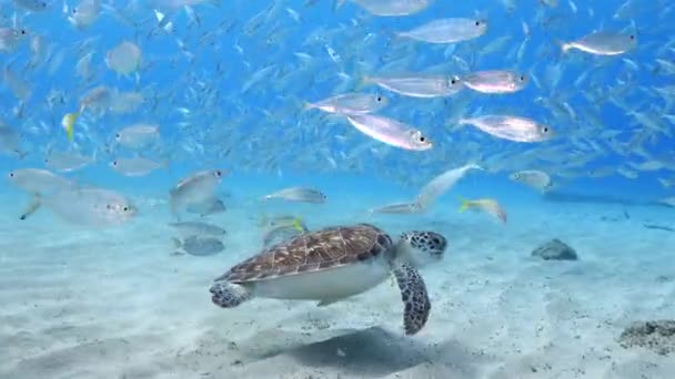 Bait ball / school vis en groene zeeschildpad in turkoois water van koraalrif in Caribische Zee / Curacao — Stockvideo