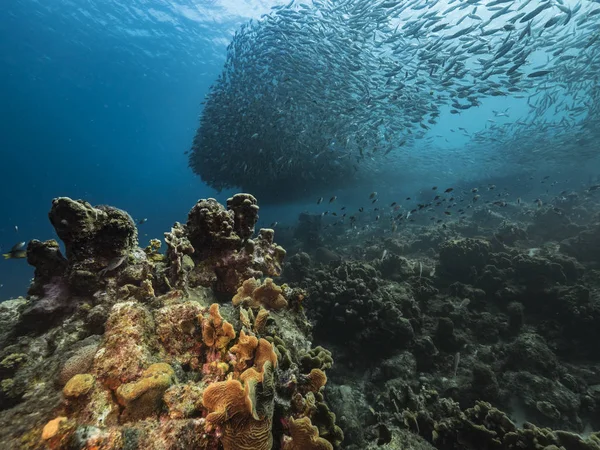 Karayip Denizi Ndeki Mercan Resifleri Curacao Çevresinde Yem Topuyla Çevrili — Stok fotoğraf