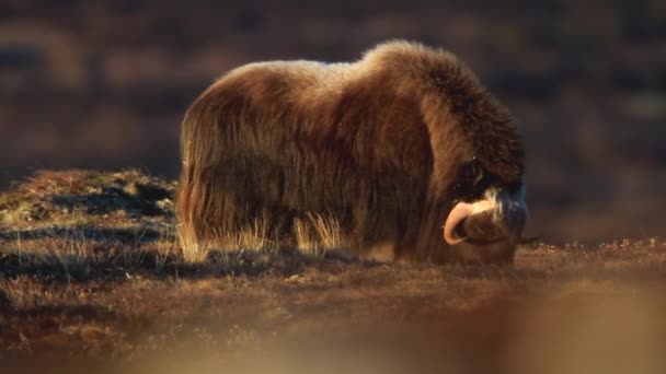Landscape with Musk Ox in Dovrefjell - Norway — Stock Video