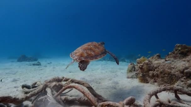 Zelené moře Želva v mělké vodě korálového útesu v Karibském moři kolem Curacaa — Stock video