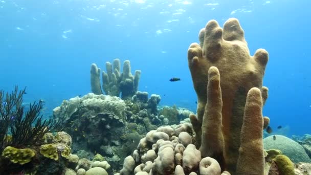 Mare di barriera corallina nel Mar dei Caraibi intorno a Curacao con pilastro corallo e spugna — Video Stock