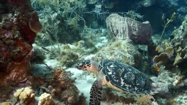 Hawksbill Sea Turtle in turquoise water of coral reef in Caribbean Sea / Curacao — Stock Video