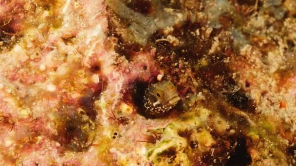 Blenny külügyminiszter közelsége a Curacao körüli Karib-tenger korallzátonyának részeként — Stock videók