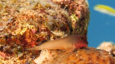 Curacao çevresindeki Karayip Denizi 'ndeki mercan resifinin bir parçası olarak Redlip Blenny' ye yaklaş.