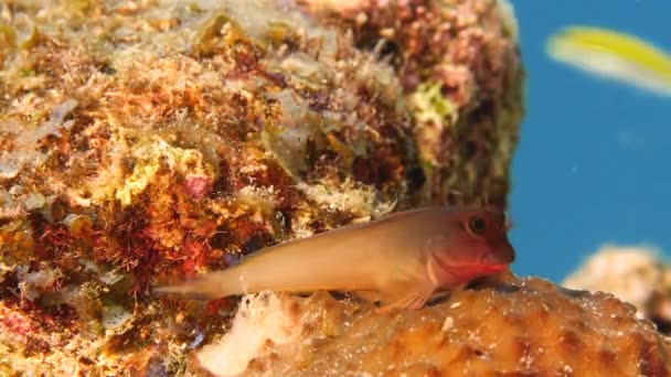 Curacao çevresindeki Karayip Denizi 'ndeki mercan resifinin bir parçası olarak Redlip Blenny' ye yaklaş. — Stok video