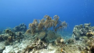 Curacao çevresindeki Karayip Denizi 'ndeki mercan resifleri. Yeşil deniz kaplumbağası, mercan ve sünger.