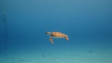 Yeşil Deniz Kaplumbağası, Curacao / Hollanda Antilleri etrafındaki scuba dalışında Karayip Denizi 'ndeki mercan resiflerinde yüzer.