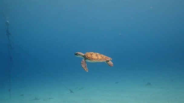 Green Sea Turtle swim at the coral reef in the Caribbean Sea at scuba dive around Curacao /Netherlands Antilles — Stock Video