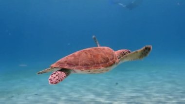 Yeşil Deniz Kaplumbağası, Curacao / Hollanda Antilleri etrafındaki scuba dalışında Karayip Denizi 'ndeki mercan resiflerinde yüzer.
