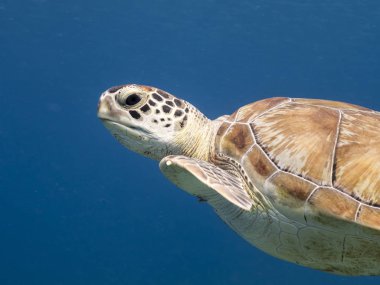 Yeşil Deniz Kaplumbağası, Curacao / Hollanda Antilleri etrafındaki scuba dalışında Karayip Denizi 'ndeki mercan resiflerinde yüzer.
