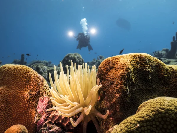 Paisaje Marino Arrecife Coral Mar Caribe Alrededor Curazao Con Anémona — Foto de Stock