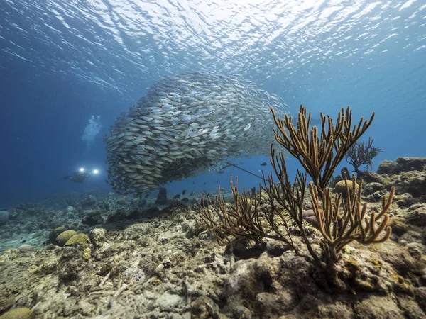 Duiker Lokbal School Vis Koraal Ondiep Water Van Koraalrif Caribische — Stockfoto