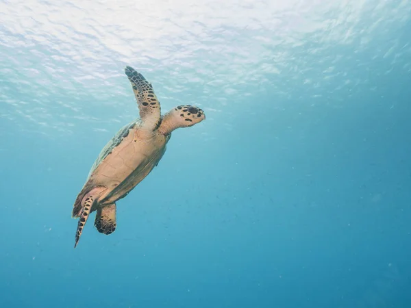 Hawksbill Tortue Marine Dans Les Eaux Peu Profondes Récif Corallien — Photo