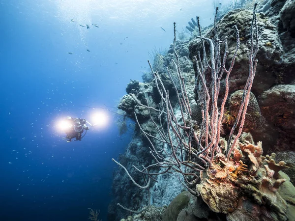 Θαλάσσιο Τοπίο Του Κοραλλιογενή Ύφαλο Στην Καραϊβική Θάλασσα Γύρω Από — Φωτογραφία Αρχείου