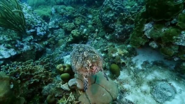Karayip Denizi / Curacao 'daki mercan resiflerinin turkuaz suyunda Şahin gagalı Deniz Kaplumbağası — Stok video