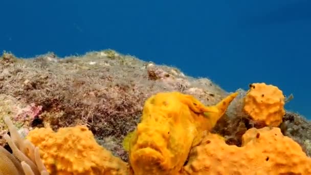 Frogfish en arrecife de coral del Mar Caribe alrededor de Curazao — Vídeo de stock