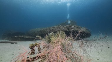 Diver and ship wreck 