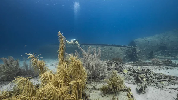Diver Ship Wreck Black Sand Wreck Coral Reef Caribbean Sea — Stockfoto