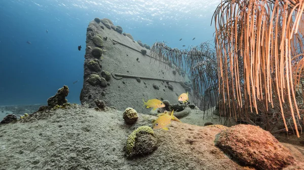 Fartygsvrak Black Sand Vrak Korallrev Karibiska Havet Runt Curacao — Stockfoto