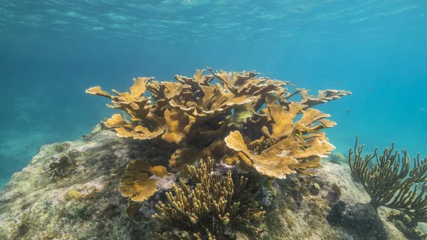 エルクホーン コーラルとスポンジでキュラソー周辺のカリブ海のサンゴ礁の海 — ストック写真