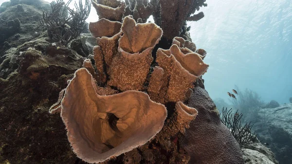 Море Коралового Рифу Карибському Морі Навколо Куракао Губкою — стокове фото