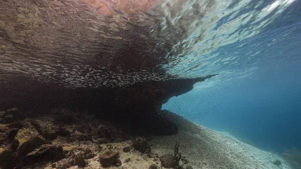 Seascape Coral Reef Caribbean Sea Curacao Fish Coral Sponge View — 图库照片