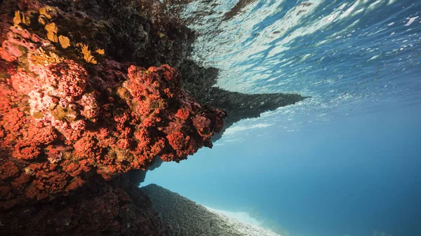 Seascape Coral Reef Caribbean Sea Curacao Fish Coral Sponge View — Stockfoto