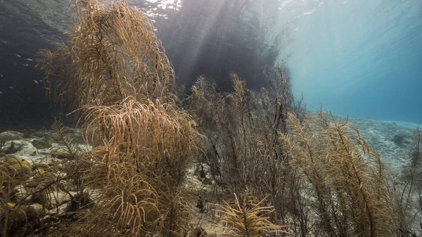Tengeri Korallzátony Sekély Vízben Karib Tengeren Curacao Halakkal Korallokkal Szivaccsal — Stock Fotó